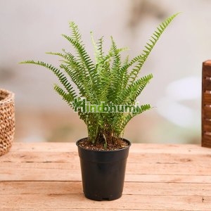 Fern