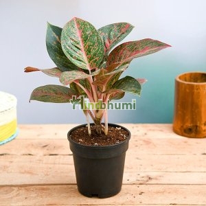 Aglaonema