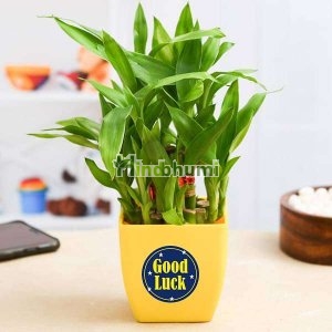Lucky Bamboo