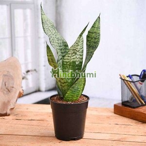Snake Plant