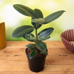 Rubber Plant