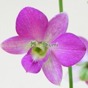 Orchid Plant