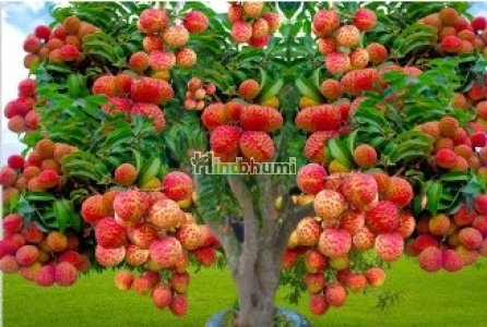 Lychee tree