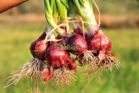 Onion Plant (10 pcs in one pack)