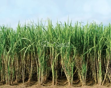 Sugercane (50pcs in pack)