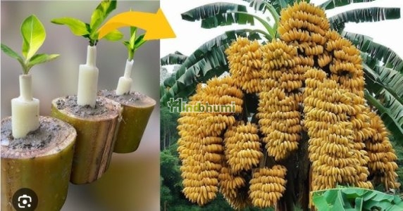 Banana Tree (10 pcs in one pack)