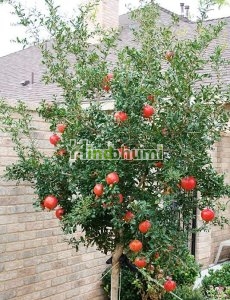 Pomegranate plant (10 pcs in one pack)
