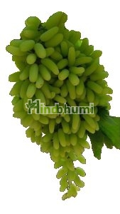 Grapes